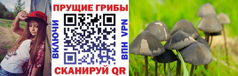 Галлюциногенные грибы ЛСД закладка Горячеводский